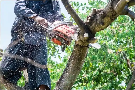 tree services Cudahy